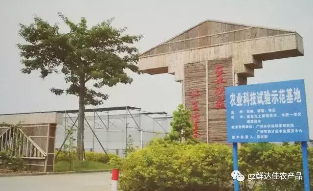 南沙農業生產茄子视频APP无限次观看